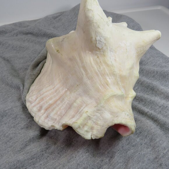 Large REAL Conch Sea Shell 7" tall 9" wide has some chips Tan pink white outer - Picture 6 of 10